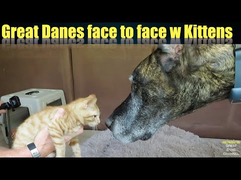 1st YouTube video about are great danes good with cats