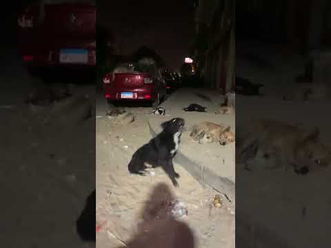 انا مش عارف اروح البيت من الكلاب السعرانه