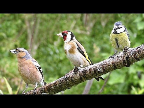 Birds Flying in Slow Motion with Beautiful Bird Sounds  : Volume 6