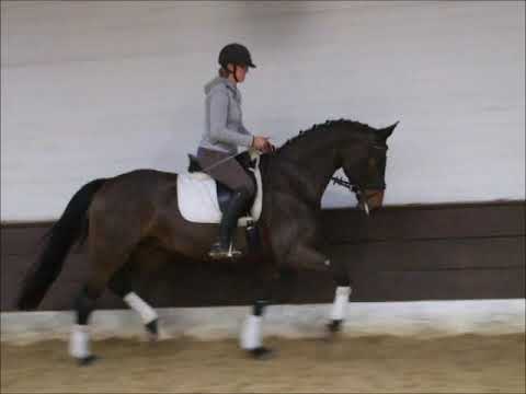 DAYTONA 4j. v. Dimaggio - Sandro Hit -for sale- VB 8.000,- Euro