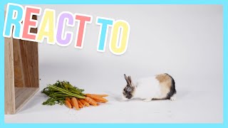 Cute Little Bunny reacts to carrots  - Animals react to | Furry Friends