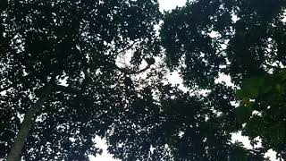 Los monos de Pacoche