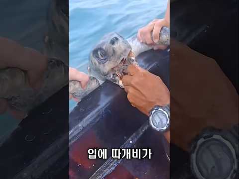 바다거북이 남성을 찾아올 수 있게 된 계기