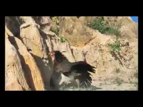 Hawk vs chicken