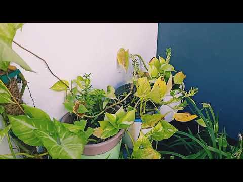 MY HOME GARDEN| MARIAM'S HOME |
