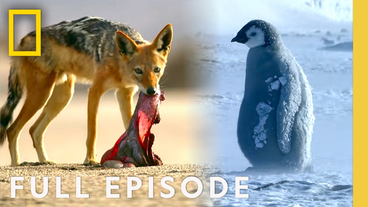 Fire & Ice (Full Episode) | Hostile Planet: Compilation | National Geographic