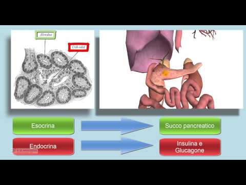 Il Pancreas anatomia. Ghinadola esocrina ed endocrina.