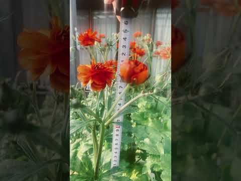 ラナンキュラスの茂み 植物