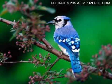 G-tek - Good Morning Digital Bird (Original Mix) [2006]