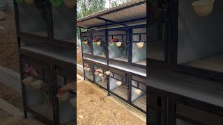 Download lagu Morning routine in the chicken coop #chickencoop #chickencare #chickencare #chickenbreeding mp3