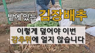 밭에 있는 김장 배추 이렇게 덮어야 이번 강추위에 얼지 않습니다. #주말농장 #배추 보온 덮개 덮기.
