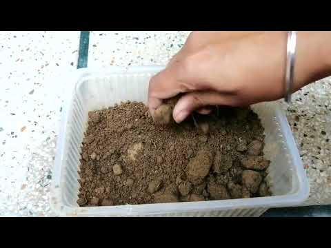 , title : 'How to grow coleus from cuttings #video #shortsvideo #viral #trending #nishthamahant'