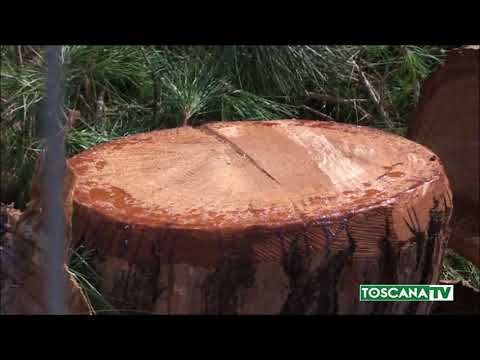 2017-08-26 FIRENZE - IL COMUNE TAGLIA GLI ALBERI E AUMENTANO LE POLEMICHE