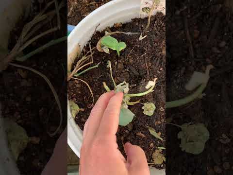 屋内で苗を植え始める トイレットペーパーの芯を再利用する