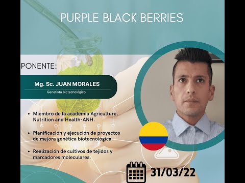 Purple black berries