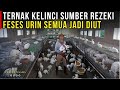 EARN MONEY EVERY DAY FROM RAISING MEAT RABBITS EASY BUSINESS STORY