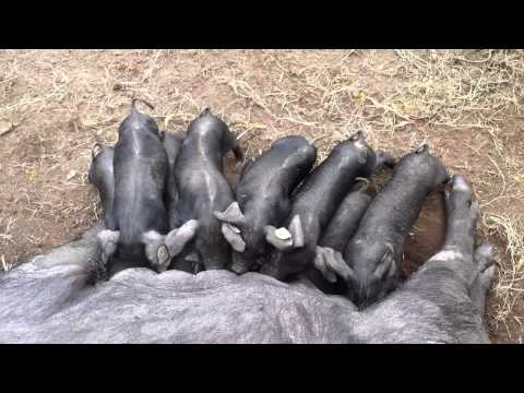 Baambrugse biggetjes bij de Lindenhof