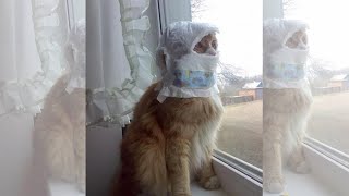 Funny Animals 2021 - Compilation of Funniest and Cutest Animals 