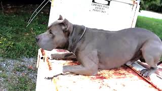 Best ultimate pit bull protection guard dog attack trained family pitbull k9 Achilles