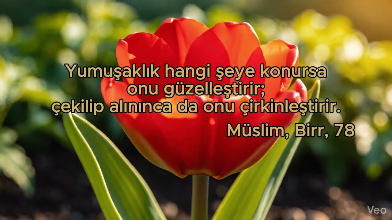 Yumuşaklık Her Şeyi Güzelleştirir | Anlamlı Hadis