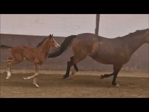 "Freedom" HF von Freigeist x Danone II