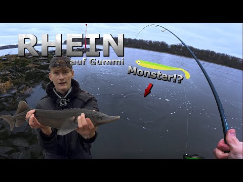 Hai oder Stör?! Riesiger FISCH beim Zanderangeln auf GUMMIFISCH im RHEIN🦈