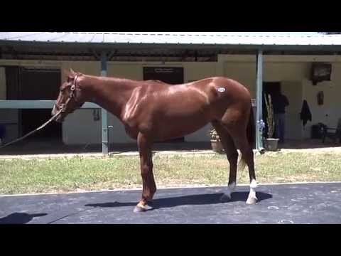 Eskendereya filly named Harmony Lass Horse Racing Partnerships OBS Spring Sale April 2015