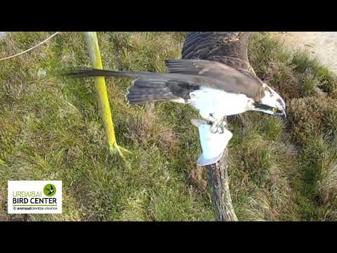 ¡Águila pescadora atrapa un pez en directo! Osprey catch a fish! Live!