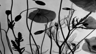 SILENCES BERNARD LAVILLIERS