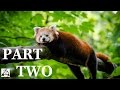 Playful Red Pandas Being Scared and Jumping Compilation