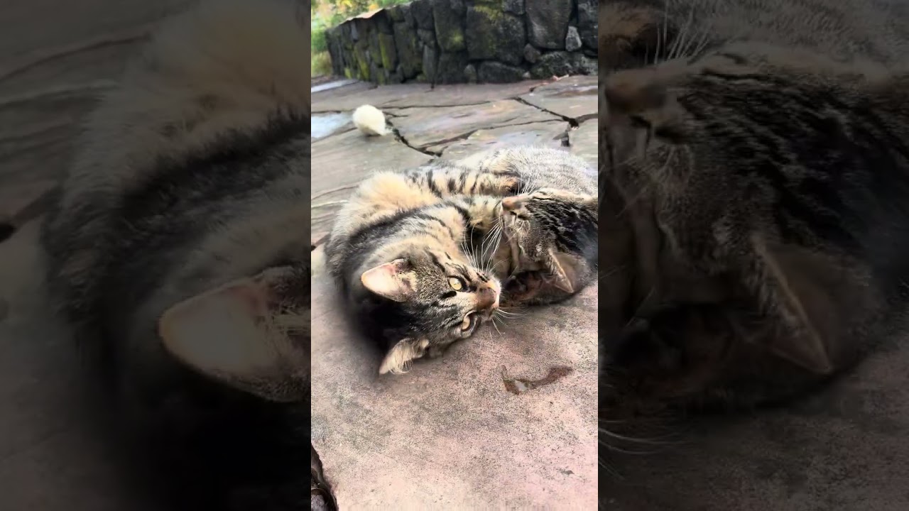 Chico, a Adoptable Domestic Short Hair in Pahoa, HI video 5/5