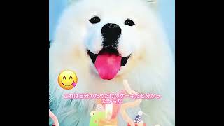 #animals #犬動画 #わんこ #いぬすたぐらむ #犬のいる暮らし #賢い犬 #忠犬 #感動犬