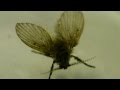 オオチョウバエの徘徊と飛翔