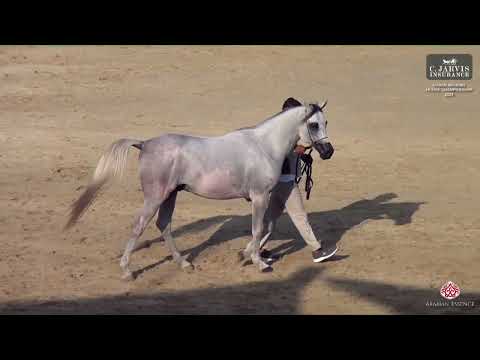 N 180 ZAIN AL JOOD   Rabab Arabian Horse Championship 2024   Colts 2 Years Old Section B Class 7B