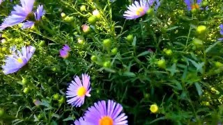 Tycho - A Walk (Kolombo Remix)