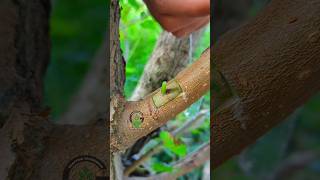Download lagu Grafting and budding fruit plants #satisfying mp3 Download lagu Grafting and budding fruit plants #satisfying mp3