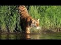 Man Eating Tigers Of The Sundarbans NatureDocumentary