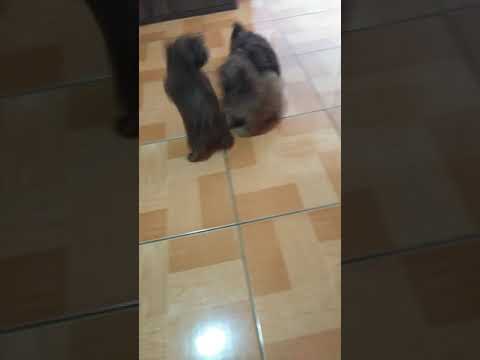 kulitan time🐶🐾💕 koko vs kaka and paloma😀💓