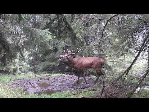 BRAME DU CERF VOSGES 2022