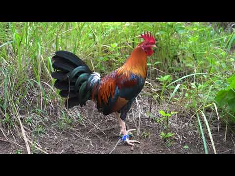 George Foster Kelso Broodstag