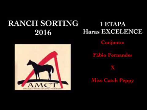 Campeonato AMCT 2016 mineiro de RANCH SORTING, trajetória conjunto Fábio Fernandes X Miss Catch Pepy