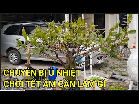 🔴 QBS22335 - HOW MANY DAYS SHOULD YOU PRESERVE THE YELLOW APRICOT BLOSSOMS TO MAKE THEM BLOOM IN ...