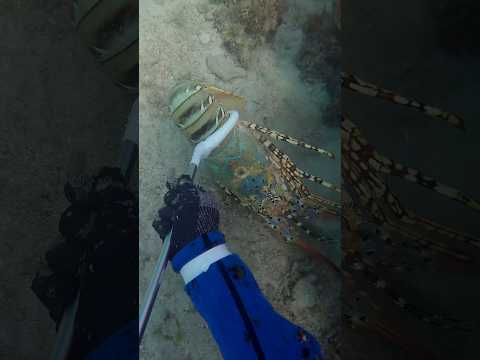 Getting taken for a ride 🦞 I’m constantly amazed with how powerful these lobsters can be! #lobster