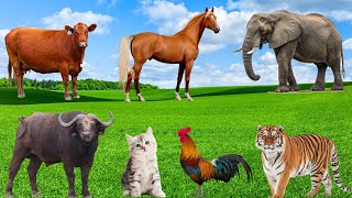 Interesting Animals - Horse, Cow, Elephant, Tiger, Buffalo, Sheep, Chicken - Animal Sounds