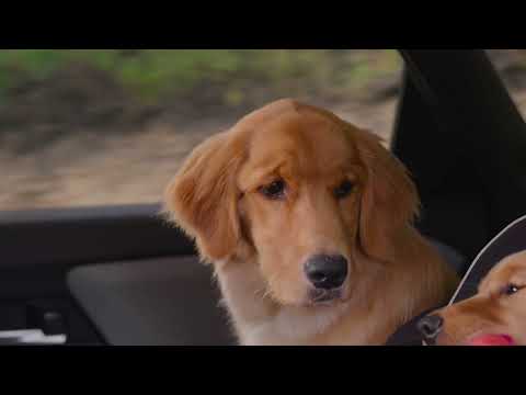 Squeak | Subaru Solterra EV Dog Tested TV Commercial :30