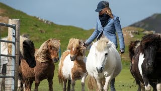 Viking Oceans: Shetlands! The Worldâs Favorite Ponies