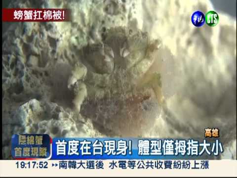 天氣冷吱吱! 螃蟹"裹被"取暖?