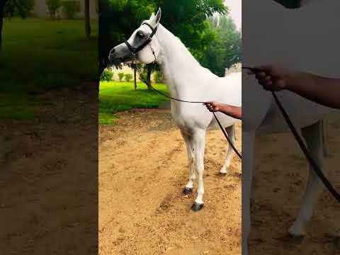 Edwan Al zubair United Arab Emirates horse society #youtubeshorts