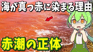 【赤潮の正体】海が“真っ赤に染まる”衝撃の理由とは？プランクトンが生む“死の海域”の真実【ずんだもん解説】