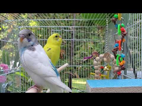 NEW***The BEST PARAKEETS SOUNDS 3 1/2 Hours for your birds to listen to with MUSIC